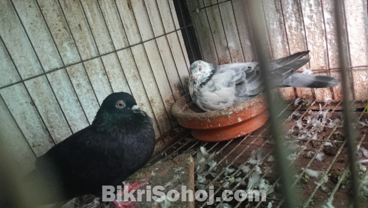 কবুতর বিক্রি করবো রানিং